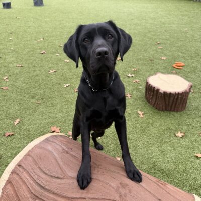 Black Lab "Addie" is outside on green turf in a fenced in play yard. She is standing with her front paws on faux tree-stump platform, looping up at the camera.