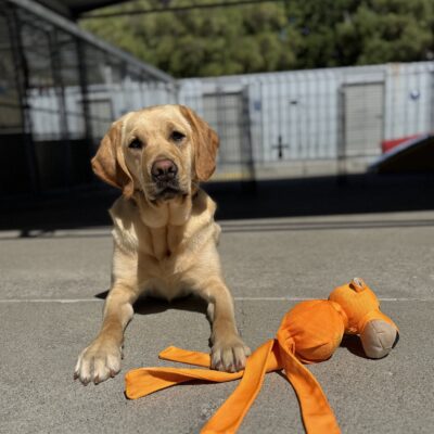 Barna lying in community run with her head slightly tilted looking toward the camera with her paw on the end of an orange stuffed toy