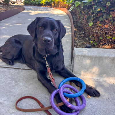 Alexis lies along a sidewalk next to a planted area, resting one paw near several ring-shaped toys, with her leash beside her.