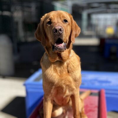 Barlow sits in the sunshine on top of a red plastic play structure in community run.  His eyes are bright and his mouth is open in a relaxed, playful smile.