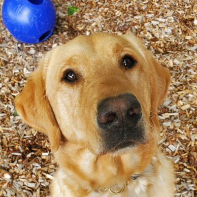 Anchor, a yellow lab, sits in a bark chip covered play area staring up at the cameral with his head slightly tilted. There is a blue jolly ball right behind him.