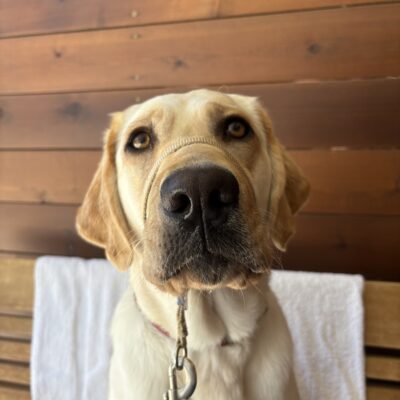 Close-up photo of Amara wearing a gentle leader in front of a wood slat wall. She is looking up at the camera with her nose as the main focus.