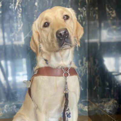 Annika wearing a brown leather guide dog harness sits attentively on a marble floor, looking directly at the camera.