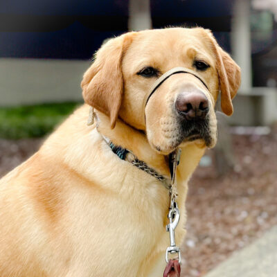 A formal-looking shot of Arrow in 3/4 profile, sitting on an aggregate pathway with bark and a building windows in the background.