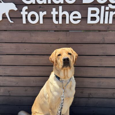 Handsome yellow lab Asher sits in front of the wooden Guide Dogs for the Blind sign. He is looking intently at the camera.