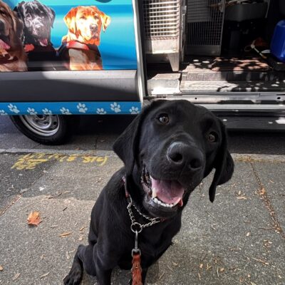 Brandy sits on the concrete sidewalk in front of a GDB training van. Her head is tilted to the side as she stares at the camera with an open mouth.