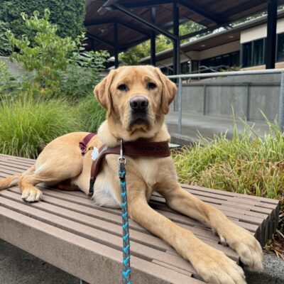 Male yellow lab "Braiden" is laying on a bench wearing his guide dog harness. He's looking towards the camera with a serious look on his face. There's an abundance of greenery behind him.