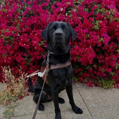 Bishop is sitting facing the camera while wearing his harness. Behind him is a bush with vibrant pink flowers.