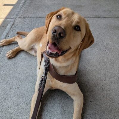 Beaumont is laying in harness looking at the camera. He has his mouth open in a half-pant.