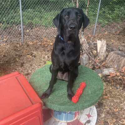 Boz sits on a green play structure painted like a carousel in front of a forested background. There is a red rubber toy next to his feet, and he gazes at the camera calmly.